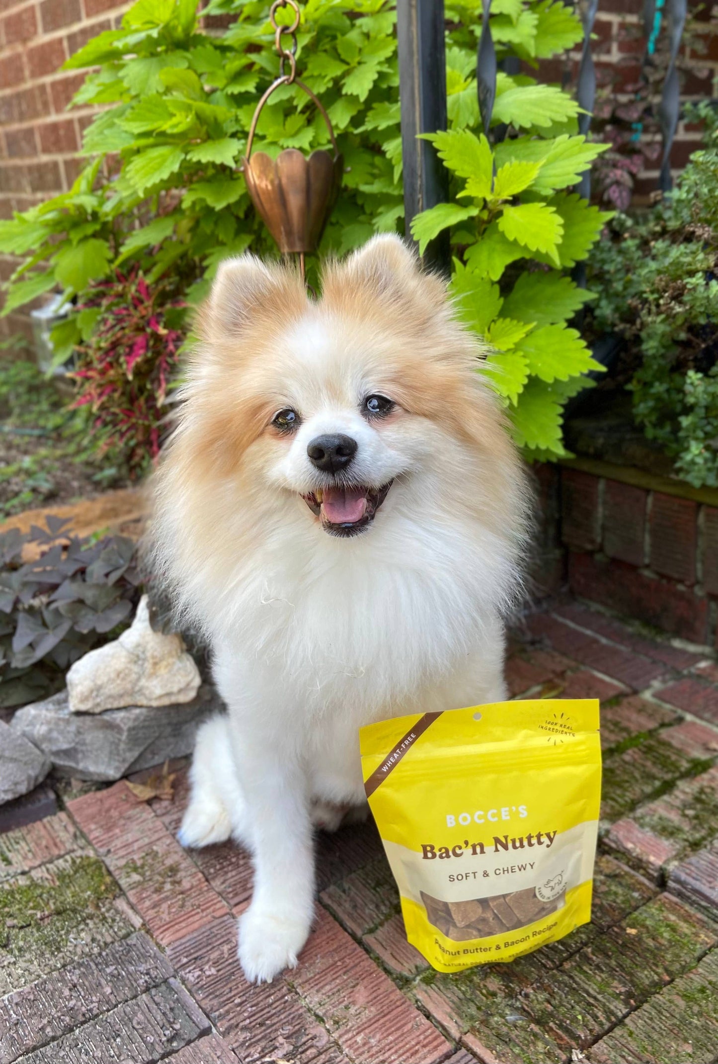 Bocce's Bakery Bac'N Nutty Soft & Chewy Dog Treats 6oz