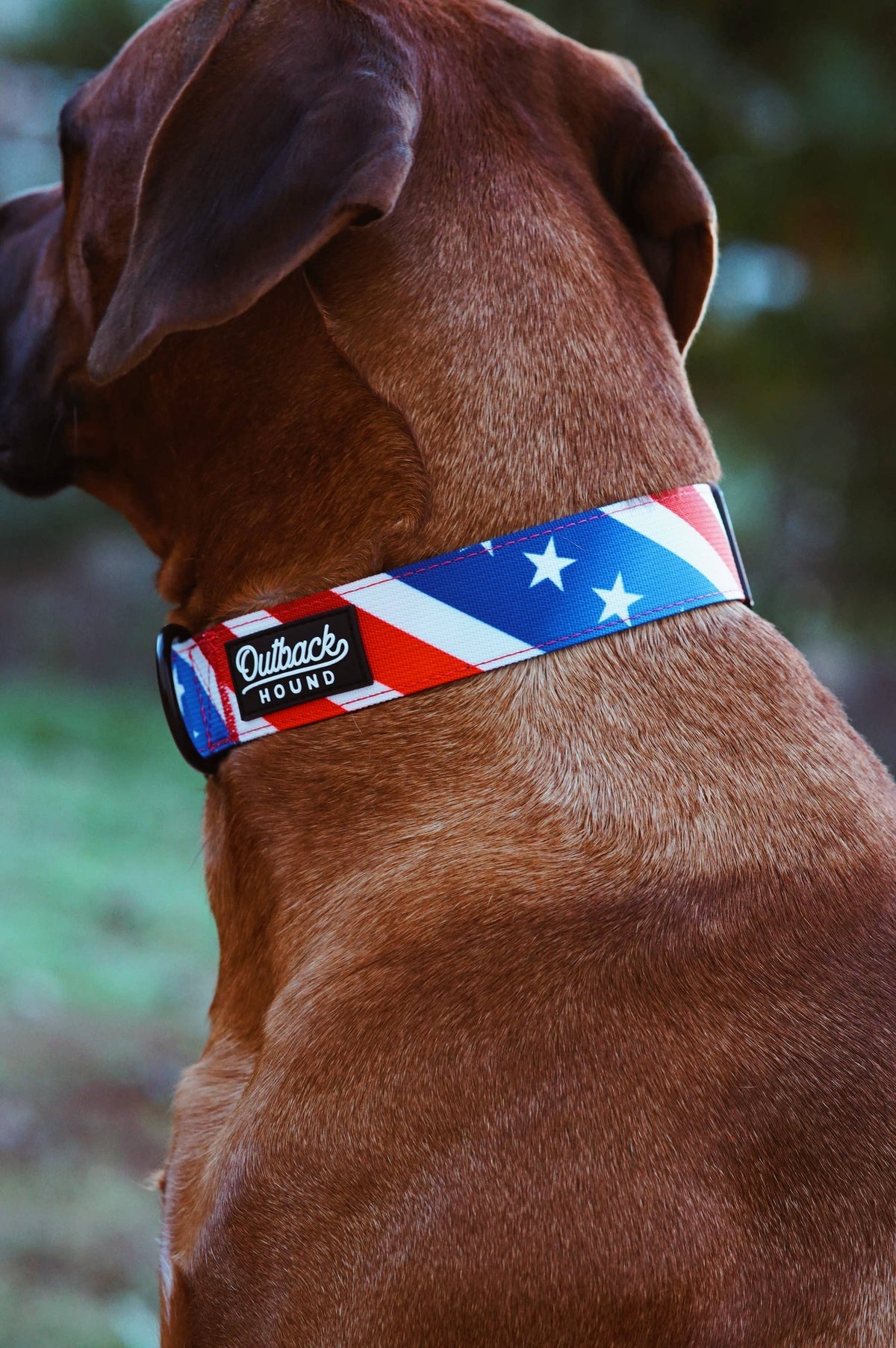 The Patriot Dog Collar: Small