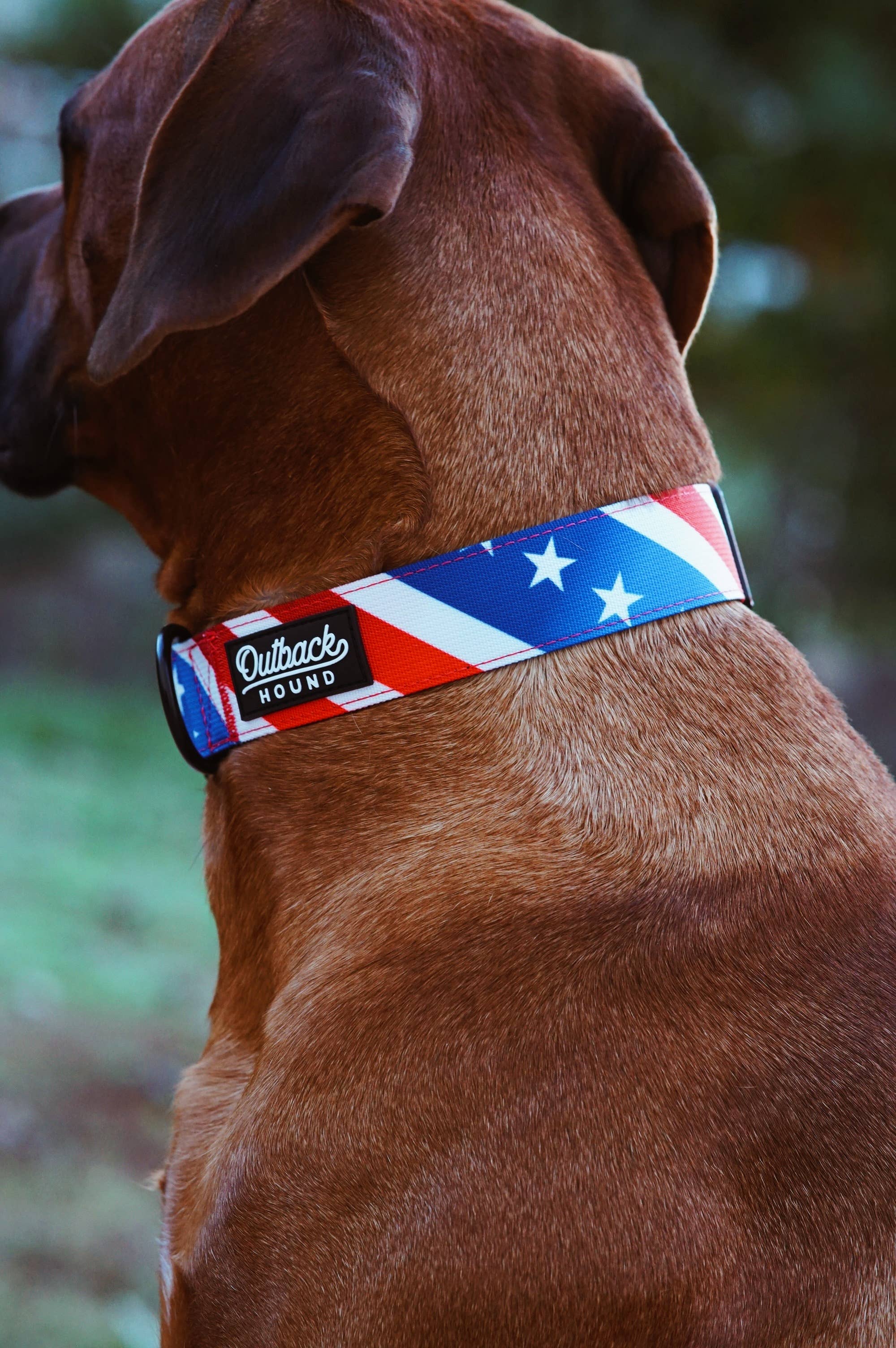 The Patriot Dog Collar: Extra Large