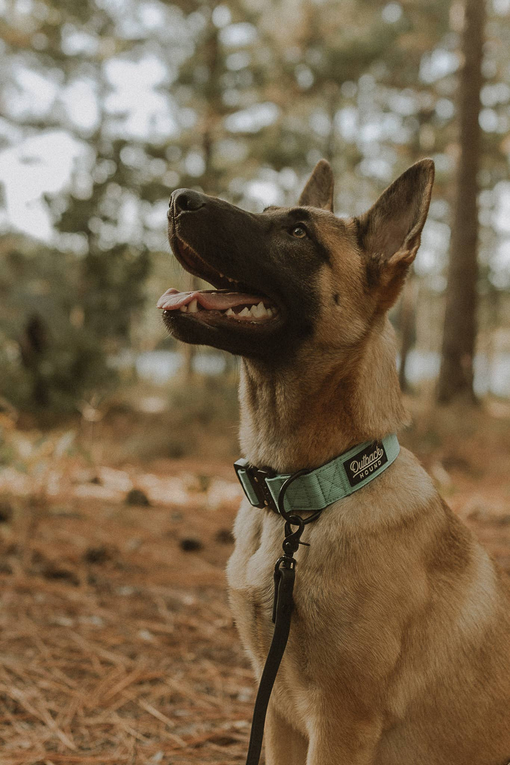 Mint Premium Dog Collar: Extra Large