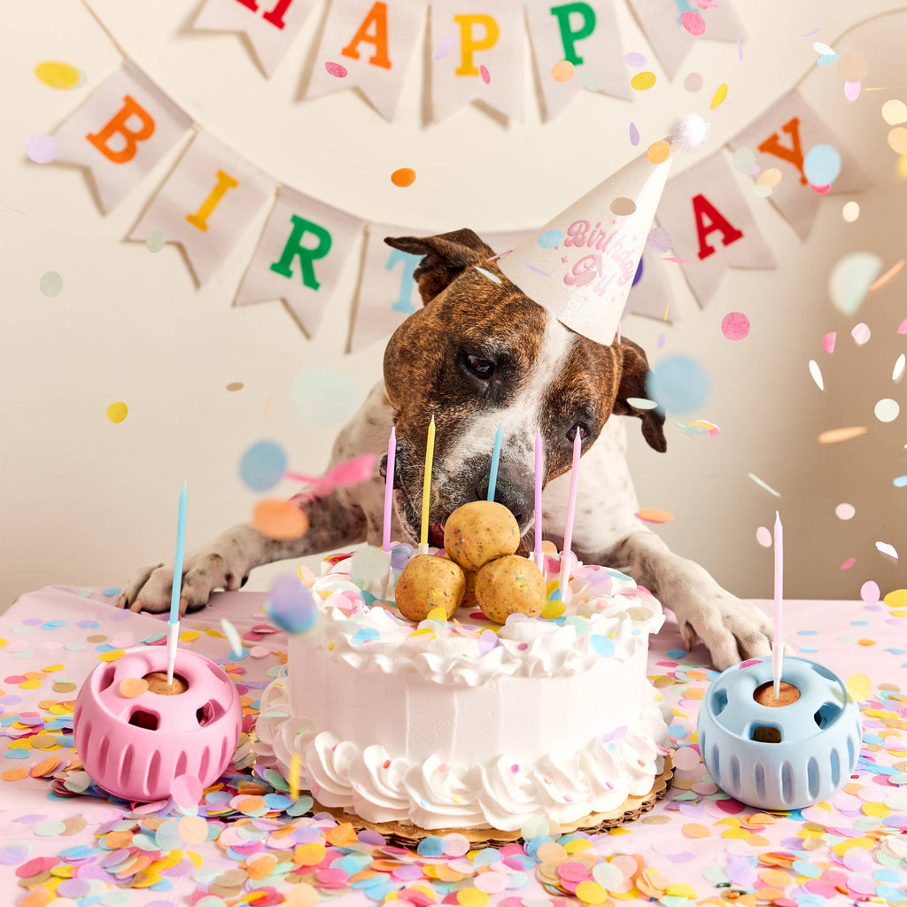 Party Pupsicle: Pink / X-Large