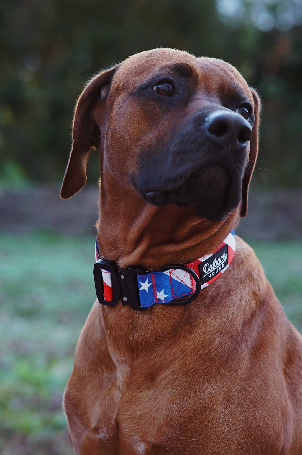 The Patriot Dog Collar: Small