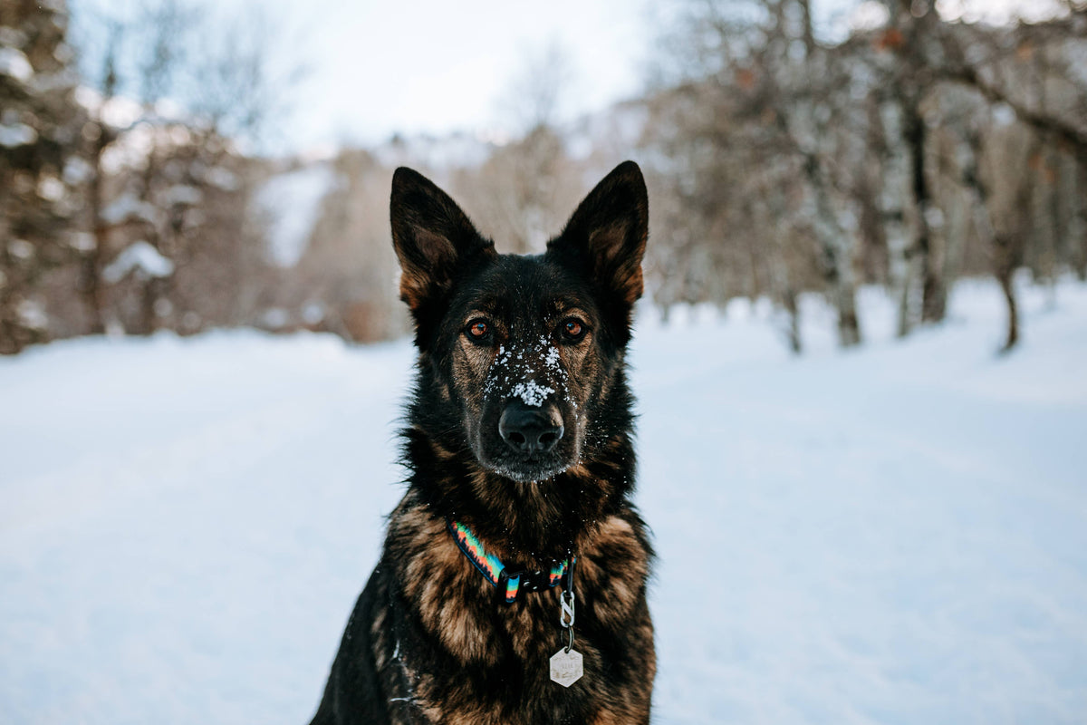 Mountain Sunset Dog Collar: S