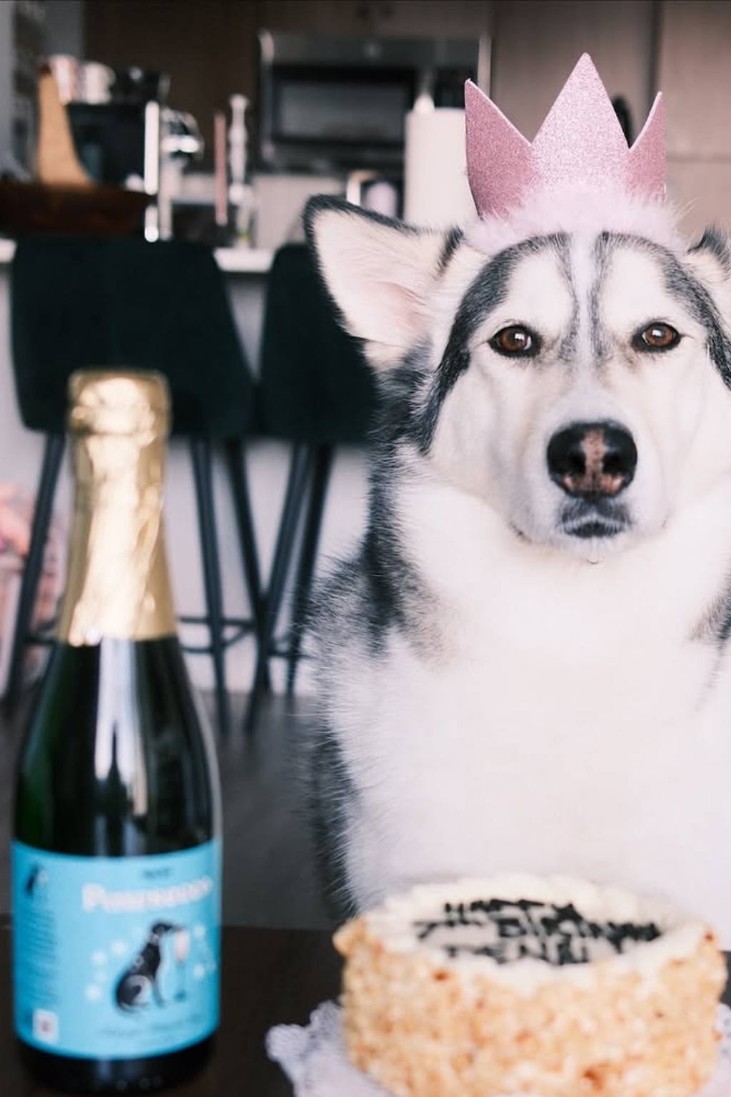 Dog Wine Bundle | 6ct | Rose, Sauv, Pawsecco