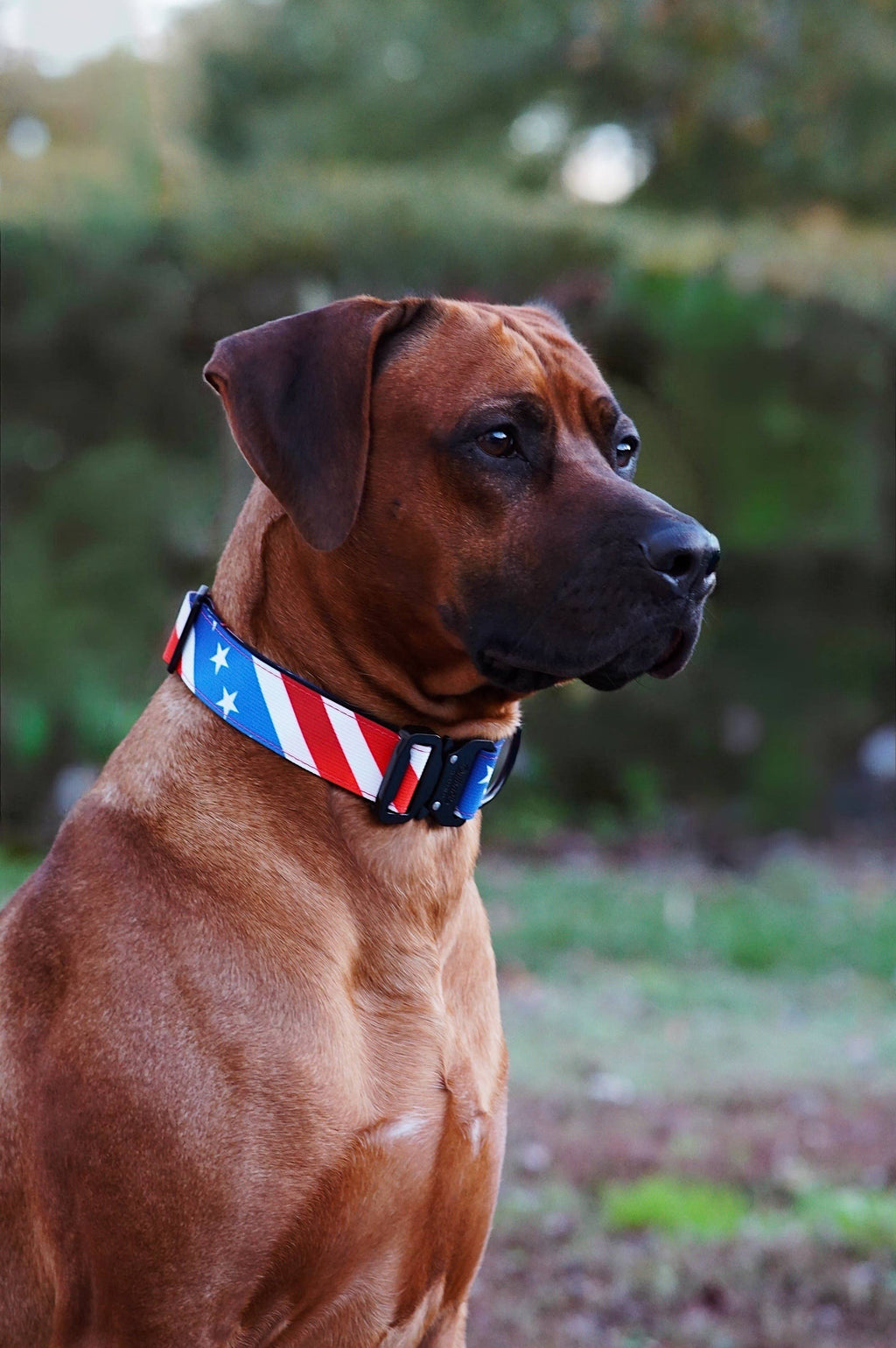 The Patriot Dog Collar: Small