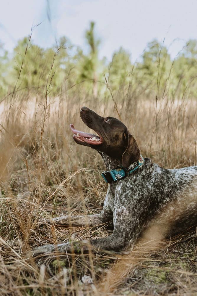 Bees Knees Teal Dog Collar: Large