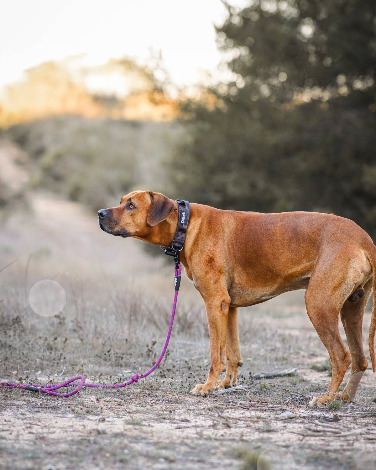 Camo Dog Collar: Extra Large