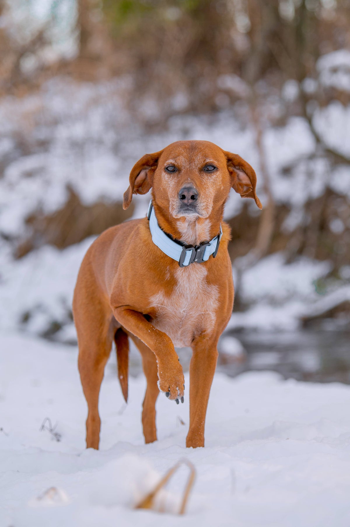 Arctic Blue Premium Dog Collar: Extra Large