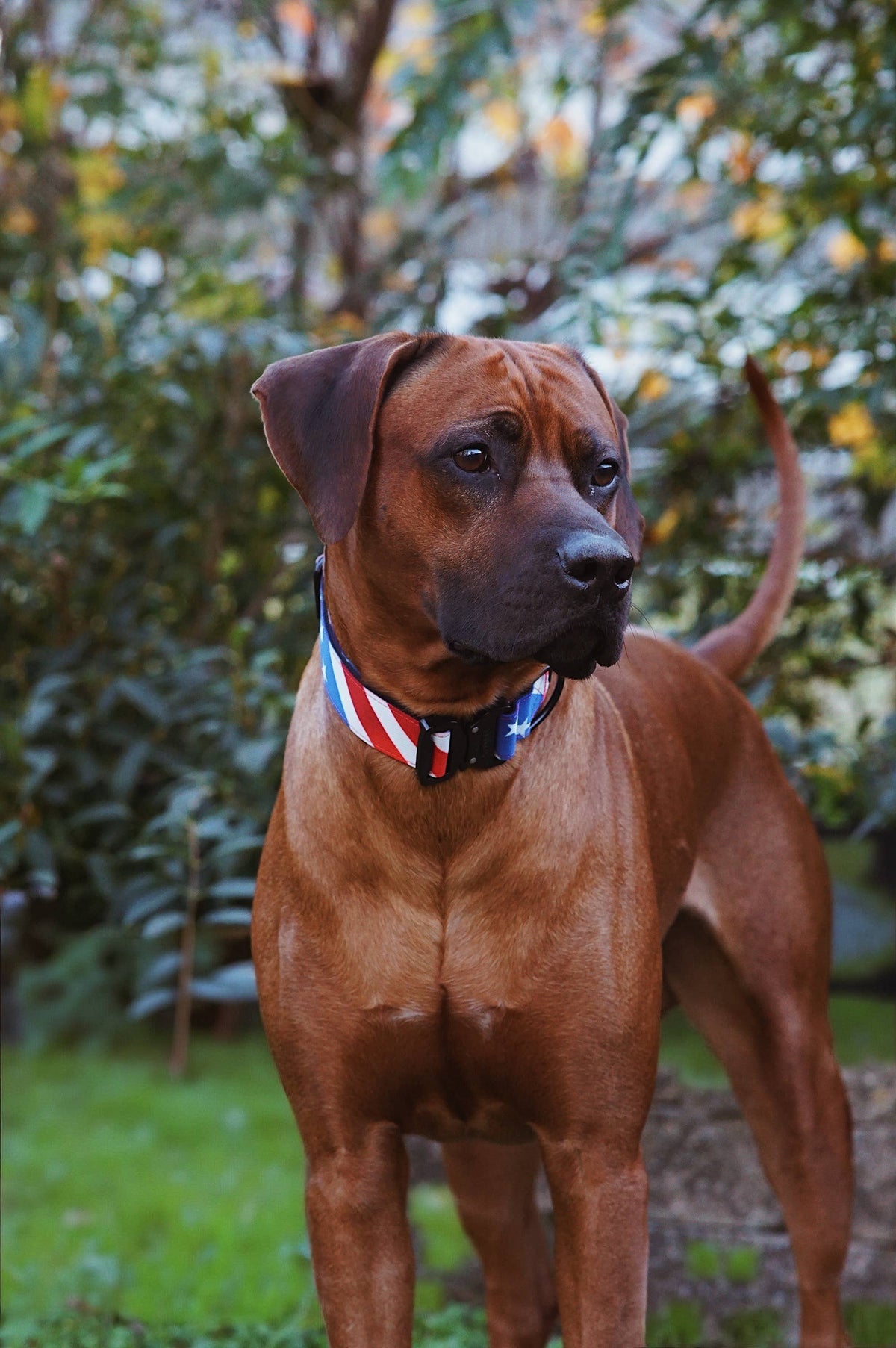 The Patriot Dog Collar: Small