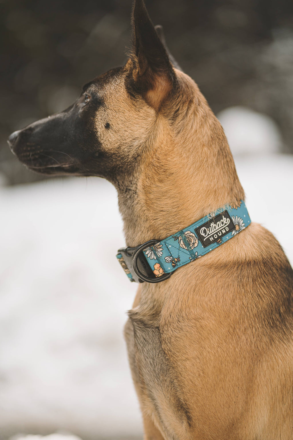 Bees Knees Teal Dog Collar: Large