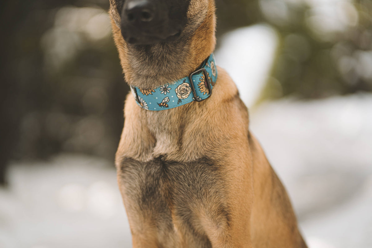 Bees Knees Teal Dog Collar: Large