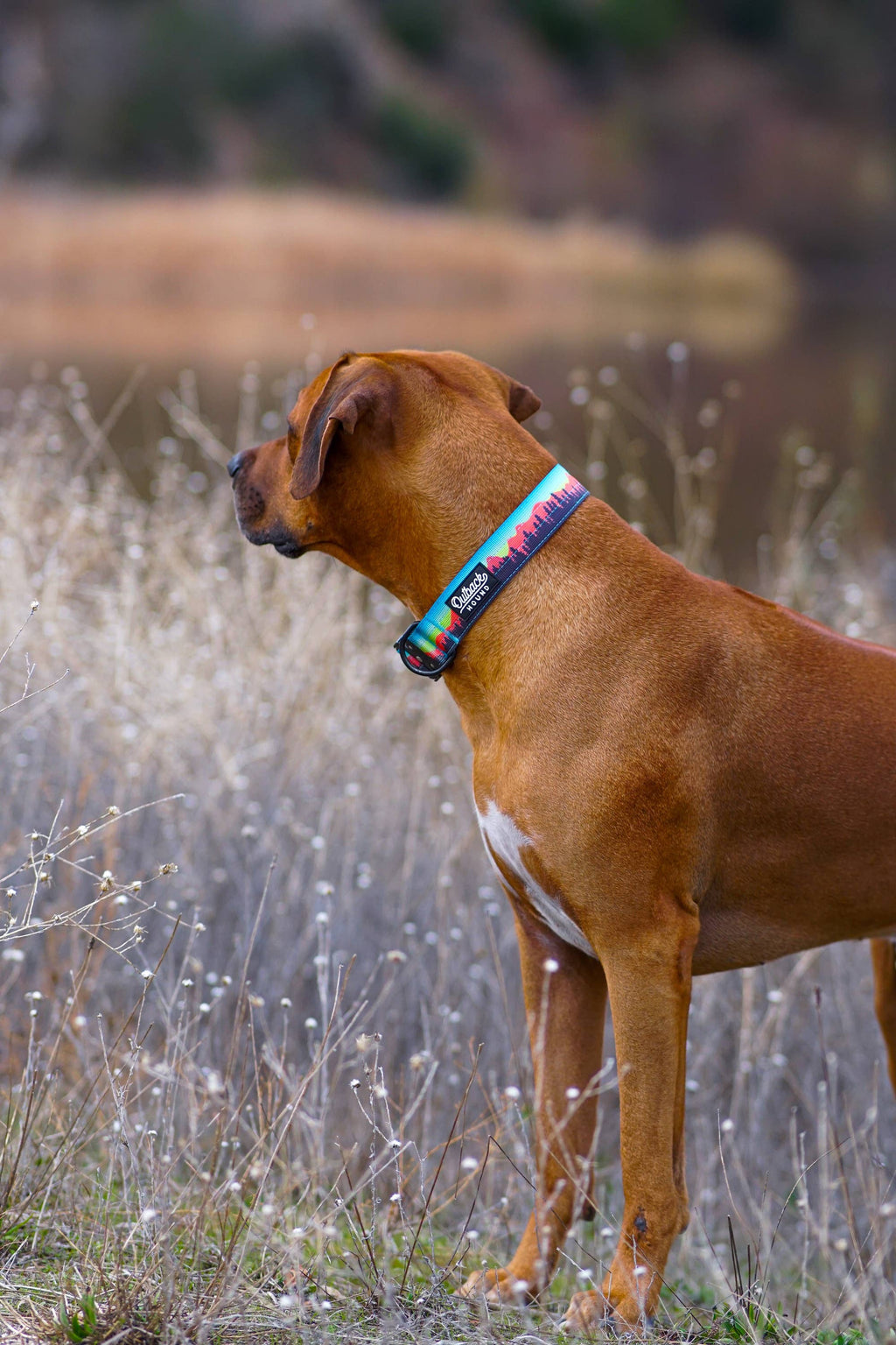 Mountain Sunset Dog Collar: M