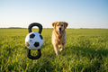 AFP all for paws - Handle soccer ball, Outdoor Dog